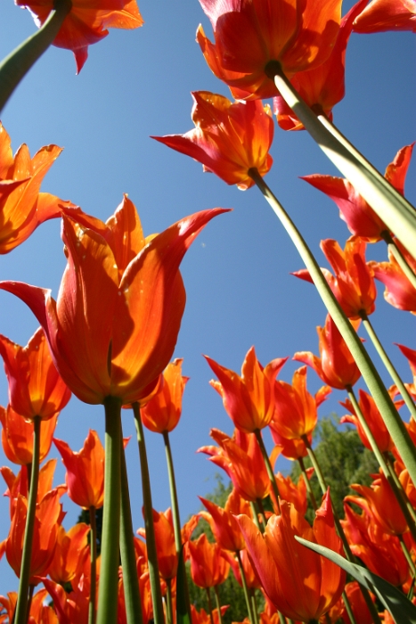 Tulipes a Morges - 054